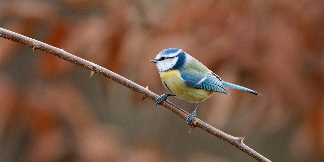 Mésange bleue (Cyanistes caeruleus)